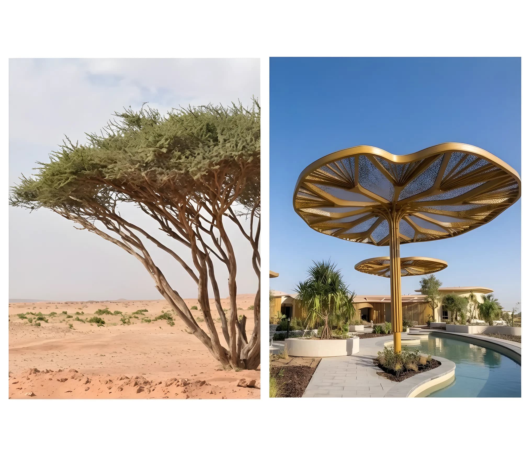 Miraval The Red Sea — The Samur trees — hardscape & timber structures — 2